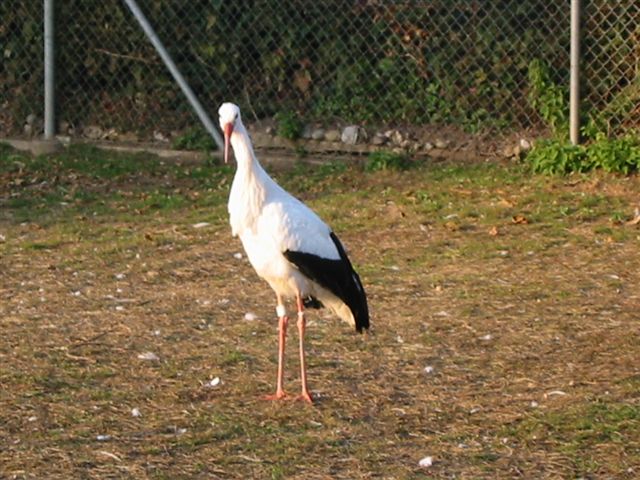 Storch in Uznach Kt.St.Gallen Schweiz