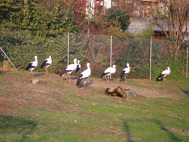 Strche in Uznach Kt.St.Gallen Schweiz