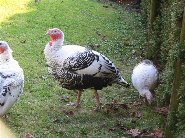 Zoo in Wohlfurt Vorarlberg