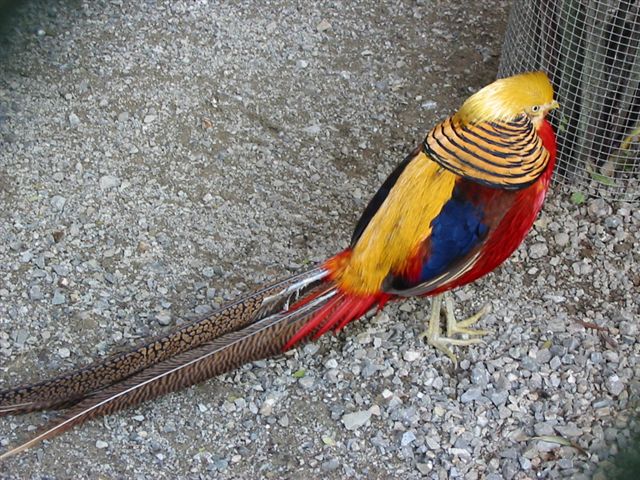 Zoo in Wohlfurt Vorarlberg