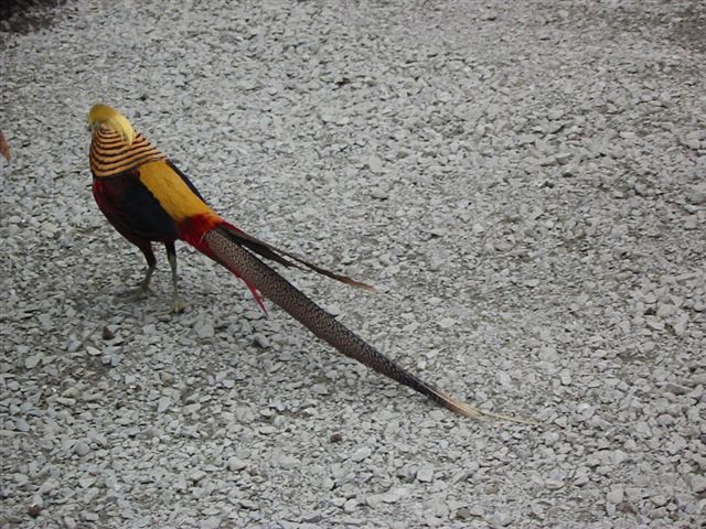 Zoo in Wohlfurt Vorarlberg