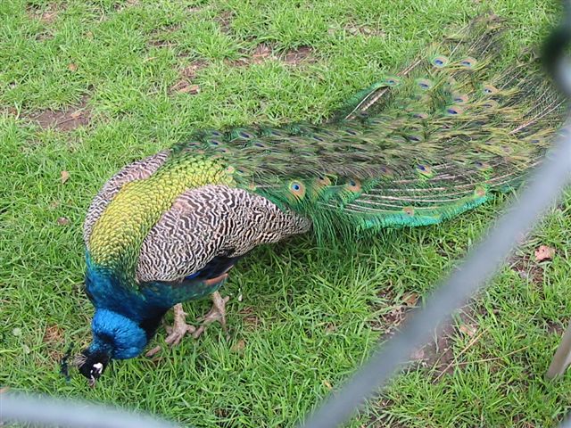 Pfau Zoo in Wohlfurt Vorarlberg
