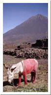 fogo1.html