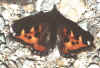 FALTER11.JPG (22231 Byte)