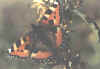 FALTER12.JPG (14672 Byte)