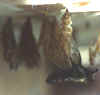 FALTER1.JPG (6817 Byte)