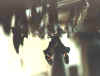 FALTER3.JPG (7953 Byte)