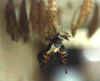 FALTER5.JPG (8829 Byte)