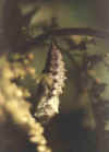 PUPPE1.JPG (9938 Byte)