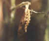 PUPPE2.JPG (6305 Byte)