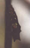 PUPPE4.JPG (37175 Byte)