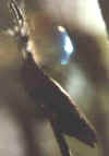 PUPPE6.JPG (6269 Byte)