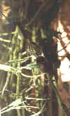 RAUPEN5.JPG (14678 Byte)