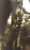 RAUPEN6.JPG (8749 Byte)