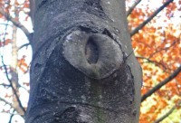 knobbel