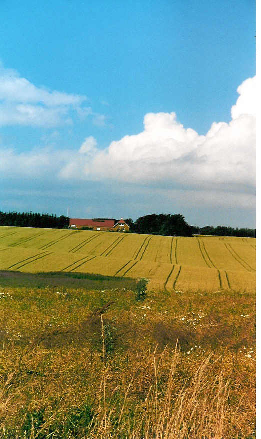 field1.jpg (69517 bytes)