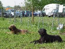 Hunde aus der Fortgeschrittenengruppe warten, w�hrend die HF die Uebungen besprechen 