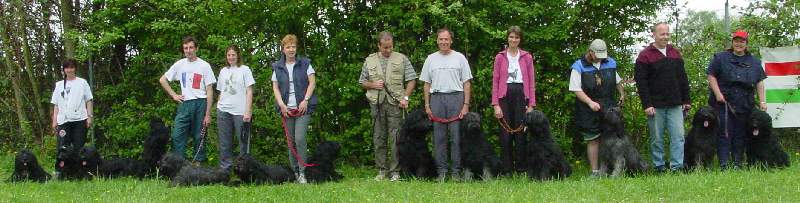 13 schwarze Briards