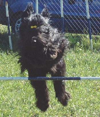 Padea del Pata viento