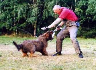 J�ngh�ndin Caprice beim Schutzhundeaufbau mit dem Lappen