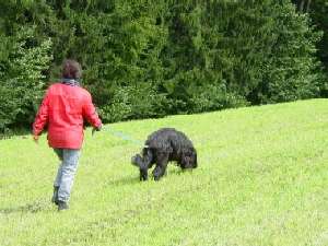 Pata Prim�ra "la Pop�a"del Pata viento beim Junghunde-F�hrtenaufbau