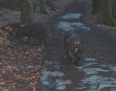 Waldspaziergang mit Fanouche und Floc