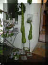 Dsc00607.jpg (56095 Byte)