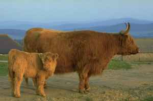 cattle.jpeg (4513 Byte)