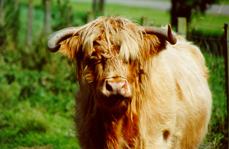 highland_cow.jpeg (145046 Byte)