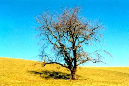 K�hberg, Biembach