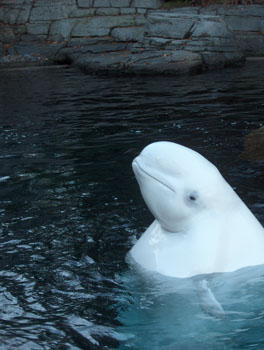 28 - Belugas