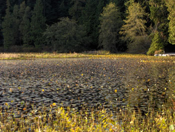 43 - Beaver Lake in Stanley Park
