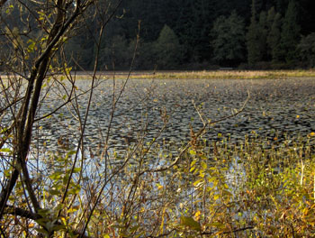 44 - Beaver Lake in Stanley Park