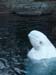 28 - Belugas