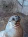 30 - Sealion