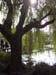 18 - Chinese Garden