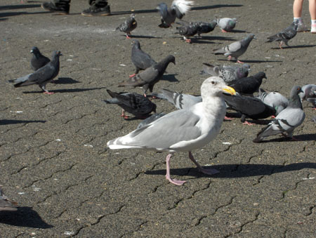 22 - Crazy Seagul