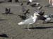 22 - Crazy Seagul