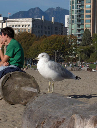 22 - Seagull