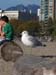 22 - Seagull