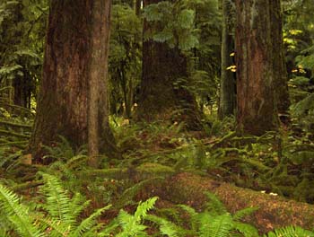 19 - Cathedral Grove Provincial Park