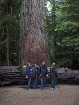 24 - a very big tree