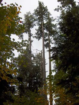 34 - high trees