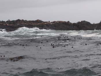48 - Seal
