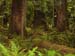 19 - Cathedral Grove Provincial Park