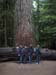 24 - a very big tree