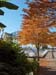 39 - Autumn in Vancouver