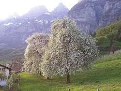 Apple trees in full bloom