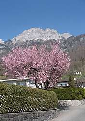 Blooming cherry tree