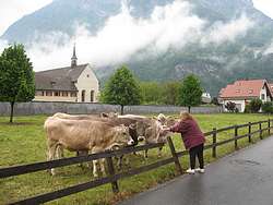 Petting cows in Mels